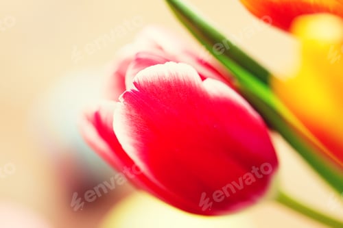 Preview: close up of tulip flowers