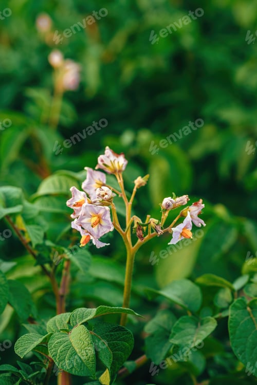 Preview: Beautiful purple flowers grow from blooming potato plants in spring on organic plantation field