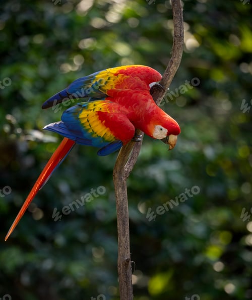 Preview: A Scarlet Macaw in Costa Rica