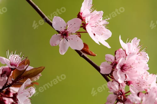 Preview: Small branch with pink and white flowers against a lush, green background