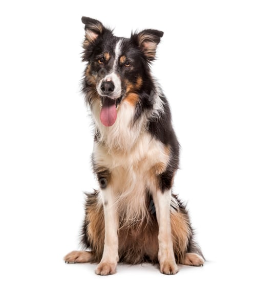 Preview: Panting Border Collie dog sitting, cut out