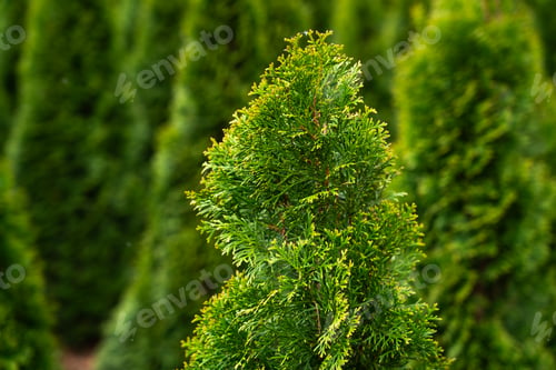 Preview: Single branch of a lush green arborvitae tree