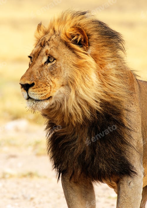 Preview: A Magical Botswana Wildlife place in World