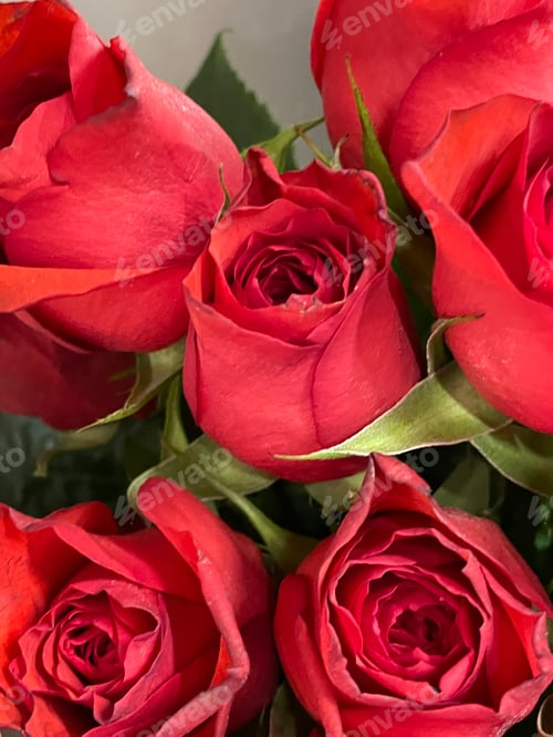 Preview: Red roses
