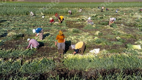 Preview: Torbali - Izmir - Turkey, November 4, 2021, Seasonal workers working in a leek field