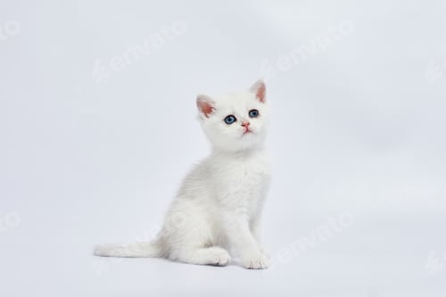 Vista previa: A beautiful white kittens British Silver chinchilla