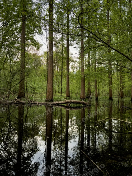 Preview: Trees in the middle of a lake by the shore