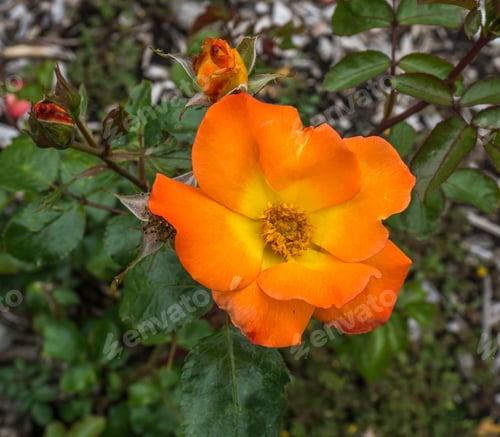 Preview: A Macro Shot Of A Brilliant Orange Rose.