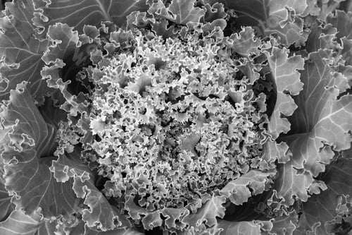 Preview: Abstract Black White Texture Of A Decorative Cauliflower