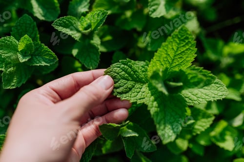 Preview: Close-up of growing mint in the garden.