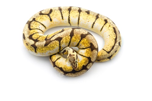 Preview: The royal python isolated on white background