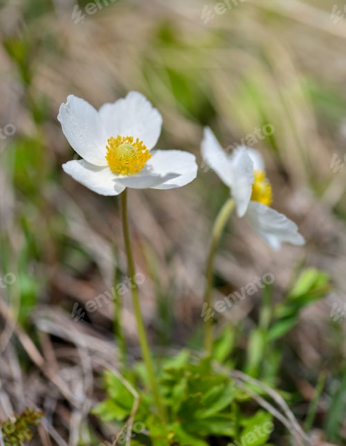 Preview: Anemone sylvestris (Snowdrop anemone) in the sunlight