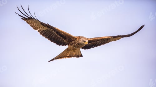 Preview: Flying red kite against blue sky