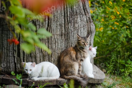 Preview: Striped cat and two white kittens in the garden.