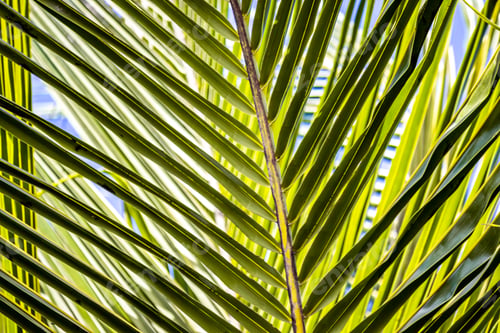 Preview: plant