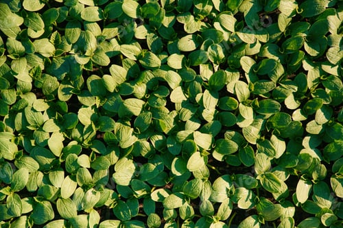 Preview: Under sunlight. Close up view of bunch of leaves that are growing on the agricultural field