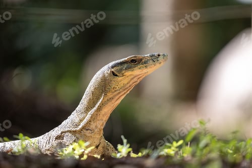 Preview: Closeup of a Goanna perched on a patch of grass and rocks, basking in the sun