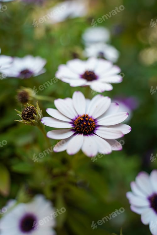 Preview: Vertical shot of beautiful aster flowers in a garden