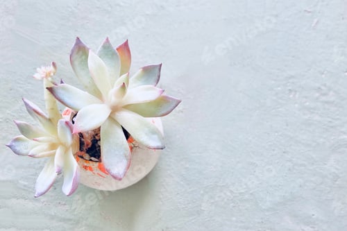 Preview: Potted Succulent Plant with Pink Edges on Leaves