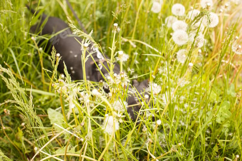Preview: portrait of a cute dachshund dog in a field of dandelions.