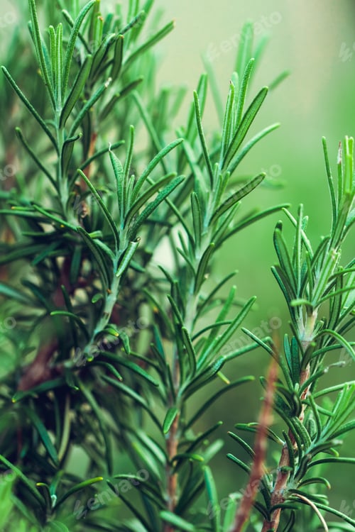Preview: Fresh rosemary garden ourdoor