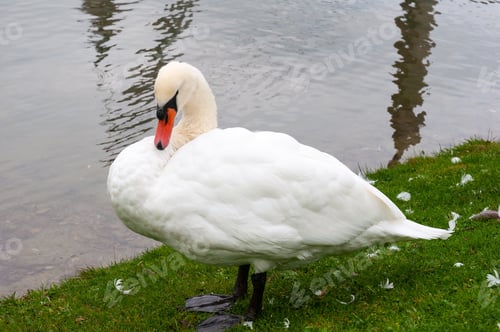 Preview: A standing white goose is combing its feathers at the riverside in Munich, Germany, Europe.