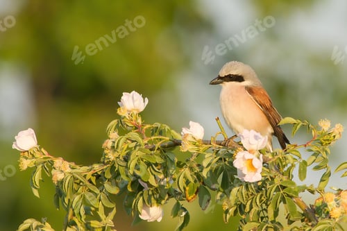 Preview: Little great grey shrike sitting on branch with blooming flowers