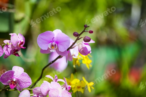 Preview: beautiful orchid flower