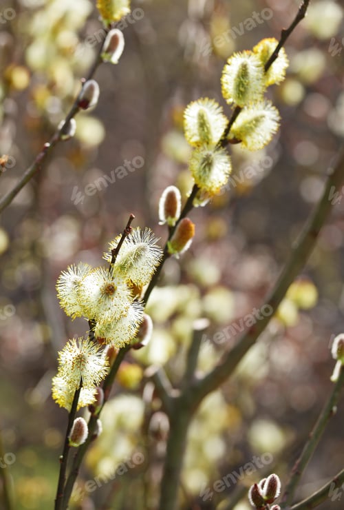 Preview: Pussy willow