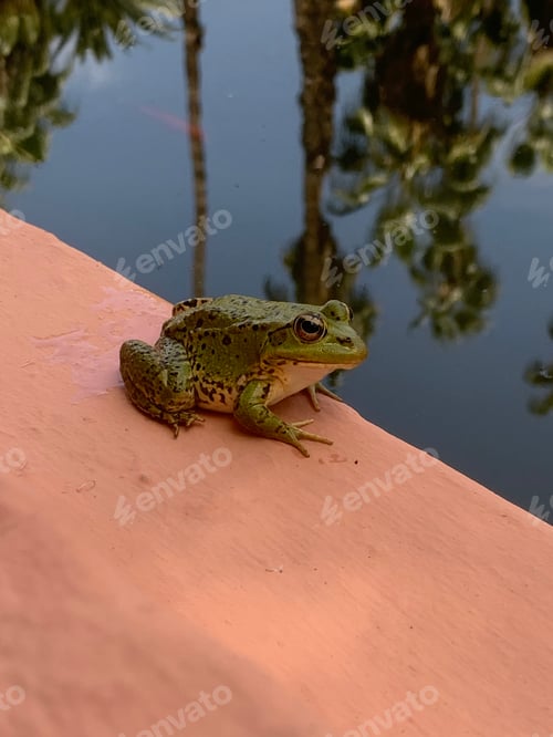 Preview: Frog perched on a building