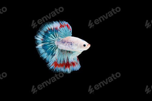 Preview: Beautiful colorful of siamese betta fish