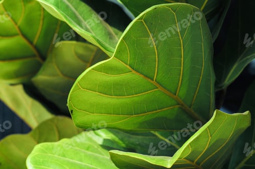 Preview: Texture and background of fiddle fig leaf