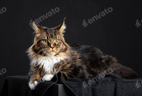 Preview: Maine Coon cat lies in the lair, dark background