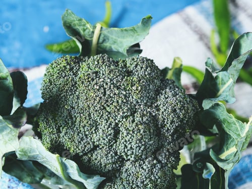 Preview: Raw green fresh broccoli vegetable on napkin