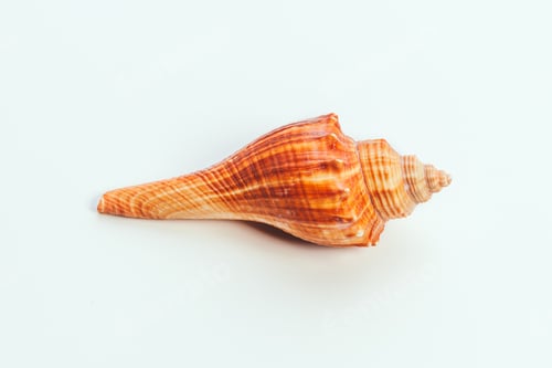 Preview: Sea shell on white background