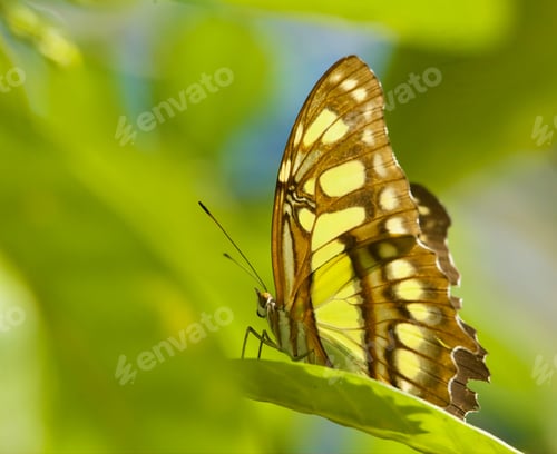 Preview: Macro shot of a Tiger longwing butterfly perched atop a vibrant green leaf