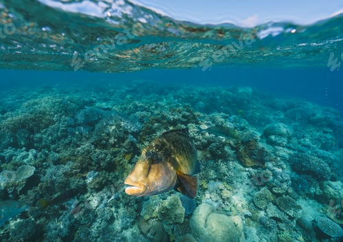 Preview: Cheilinus undulatus, maori wrasse humphead fish in australia
