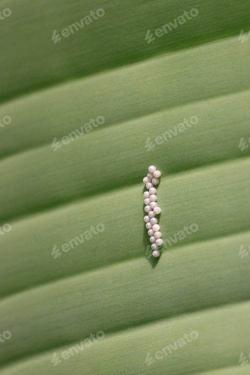 Preview: butterfly eggs on the green leaf, close up