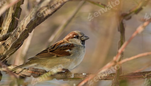 Preview: House sparrow