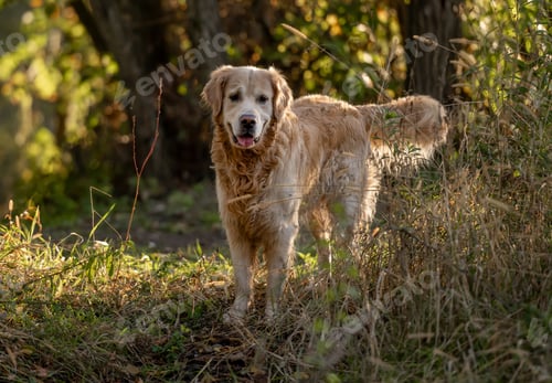 Preview: Golden Retriever Dog On A Walk