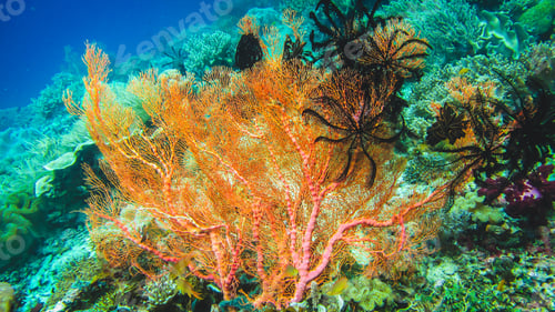 Preview: Colorful soft coral reef and diver in Raja Ampat, Indonesia