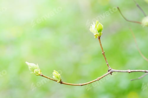 Preview: Leaves of spring tree close-up on green background