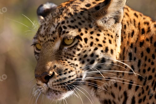 Preview: Leopard - Botswana