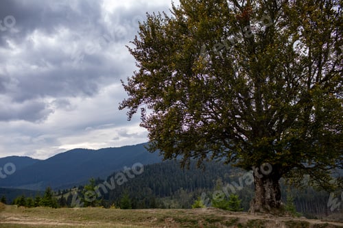 Preview: Magnificent view the coniferous forest on the mighty Carpathians Mountains and beautiful cloudy sky