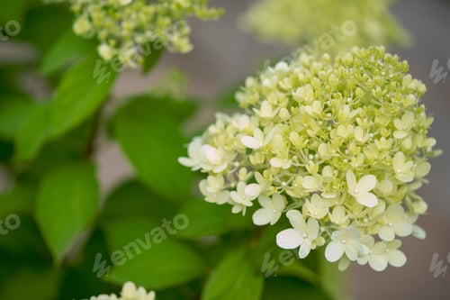 Preview: white hydrangea flowers