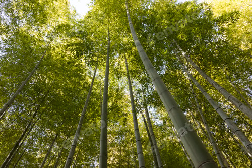 Preview: Green stems of bamboo forest