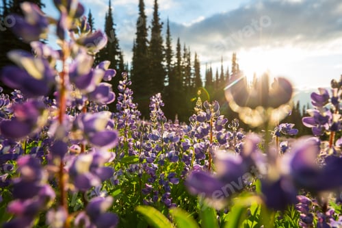 Preview: Wildflowers