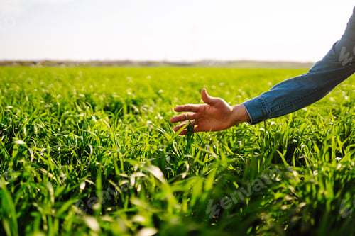Preview: Green wheat seedlings in hands of a farmer. Male farmer looking at the produce before harvesting.