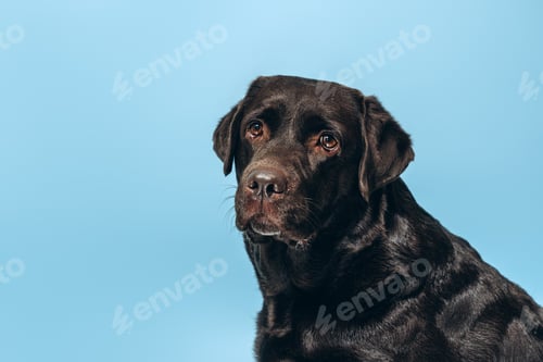 Preview: Beautiful black labrador looking at camera, sitting isolated on blue background. Animal concept