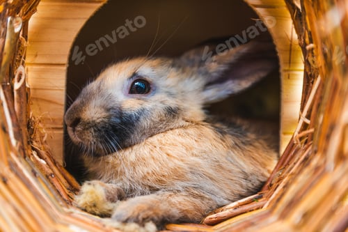 Preview: Cute little bunny lying in a wooden house during summer.